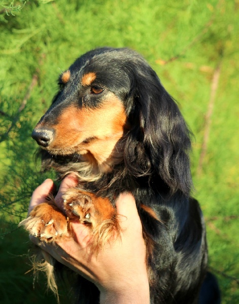 Faïda dite fusée Du chalet aux loups