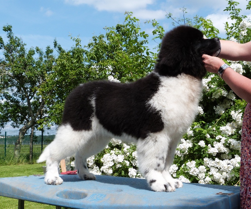 Publication : Terre D'Aussie