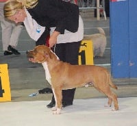 Étalon American Staffordshire Terrier - Ultimate Truth Fire red