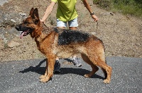 Étalon Berger Allemand - Nissi V.schornfelsen