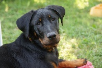 Étalon Berger de Beauce - Hilou de L'étoile de la Nuit