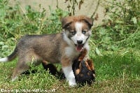 Étalon Border Collie - Havane du Clos de Nétilia