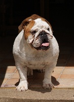 Étalon Bulldog Anglais - Fergie black eyed peas (Sans Affixe)
