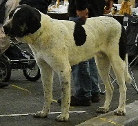 Étalon Cao de Gado Transmontano - Aka D'estrelboss