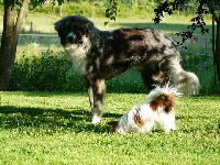 Étalon Chien Berger Roumain des Carpates - Faurar dit caan Du center club moloss wolf