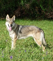 Étalon Chien-loup tchecoslovaque - Fara's nips pow dite pony de la mollyniere de lo'scale