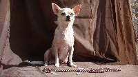 Étalon Chihuahua - Fakirette du Paradis des Diablotins