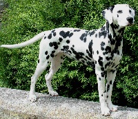 Étalon Dalmatien - Jacky's Smiling Valdaï