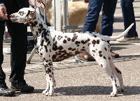 Étalon Dalmatien - Kenya per makuli