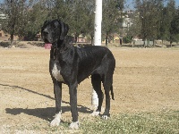 Étalon Dogue allemand - CH. des perles d'Aphrodite Faustinekowalska