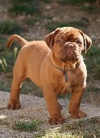 Étalon Dogue de Bordeaux - Hidalgo Des Terres Immortelles