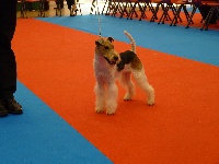 Étalon Fox Terrier Poil Dur - CH. Echo des masures de saint rémy