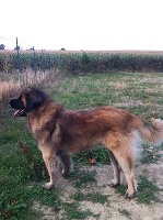 Étalon Leonberger - Dexter De la plaine d anjou