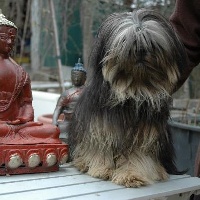 Étalon Lhassa Apso - Drukpa De la garde adhémar