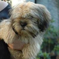 Étalon Lhassa Apso - F'jamyang De la garde adhémar