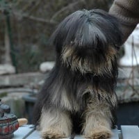 Étalon Lhassa Apso - B'gauthama De la garde adhémar