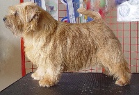 Étalon Norfolk Terrier - CH. Askan Danse avec moi