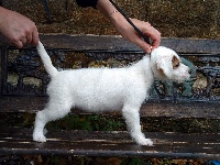 Étalon Parson Russell Terrier - Falula du Grand Germancé