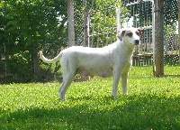 Étalon Parson Russell Terrier - Fergi du bois de Morchène