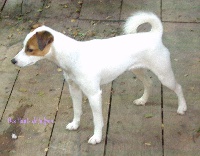 Étalon Parson Russell Terrier - Effy de la Haute Chaumiane