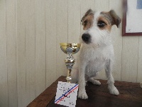 Étalon Parson Russell Terrier - Flottille de l'Eden des Emeraudes