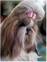 Étalon Shih Tzu - CH. colorio Zsazsa gabor