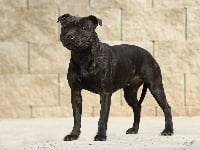 Étalon Staffordshire Bull Terrier - Be happy Miracle Bulls