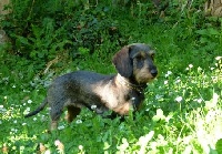 Étalon Teckel poil dur - Quilla de los madroños