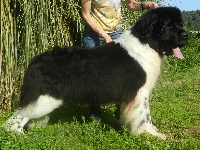 Étalon Terre-neuve - Gulfoss di mareland