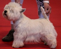 Étalon West Highland White Terrier - Frida du Mat des Oyats