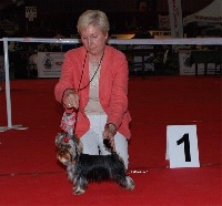 Étalon Yorkshire Terrier - Javanaise du galop du globe