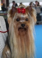 Étalon Yorkshire Terrier - CH. Baltimore de Melly'Charm