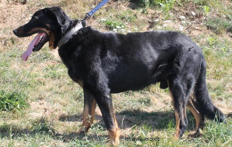 Publication : Des Collines D'Evereven Auteur : evereven