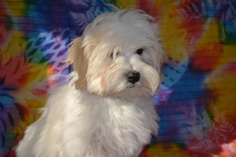 Publication : des Amours Du Soleil Auteur : KG