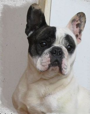 Publication : du clocher de fée Mélusine Auteur : LM