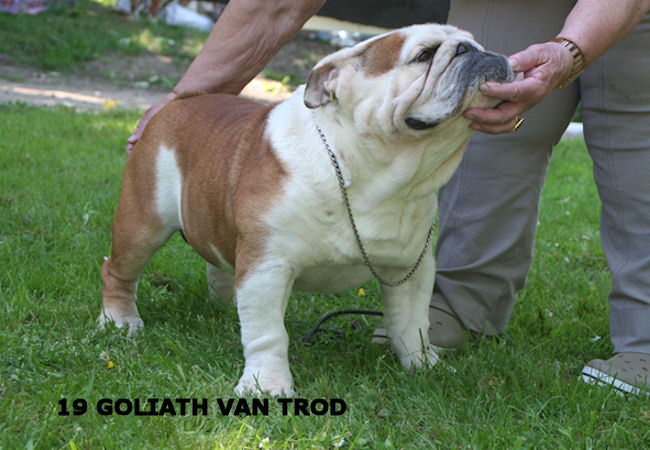 Goliat van Trod