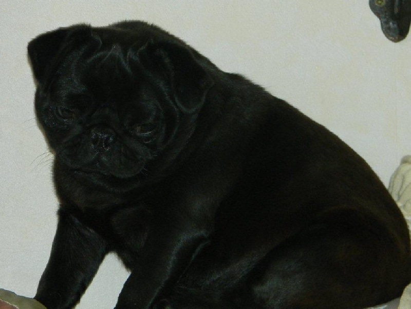 Publication : du Chevalier Gascon