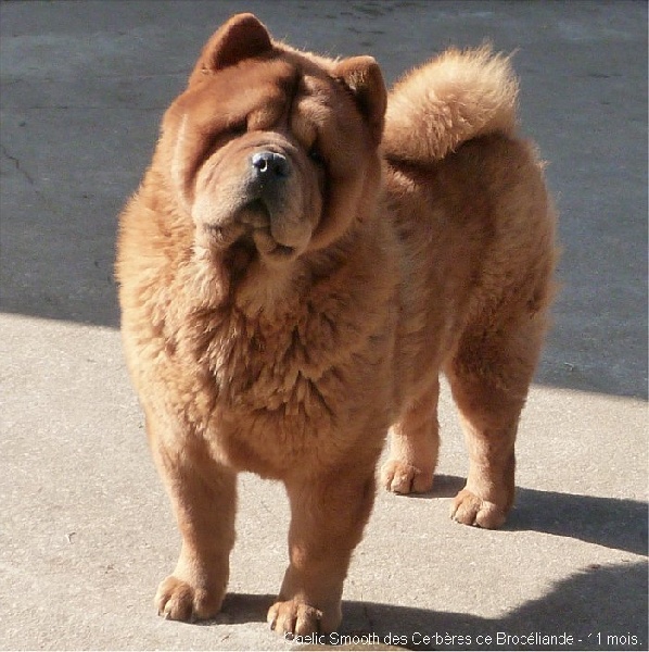 Publication : des Cerbères de Brocéliande
