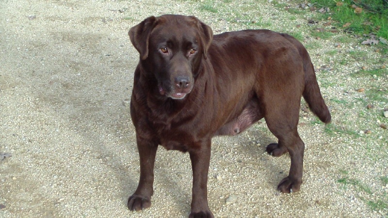 Publication : du Castel du Tremblay 