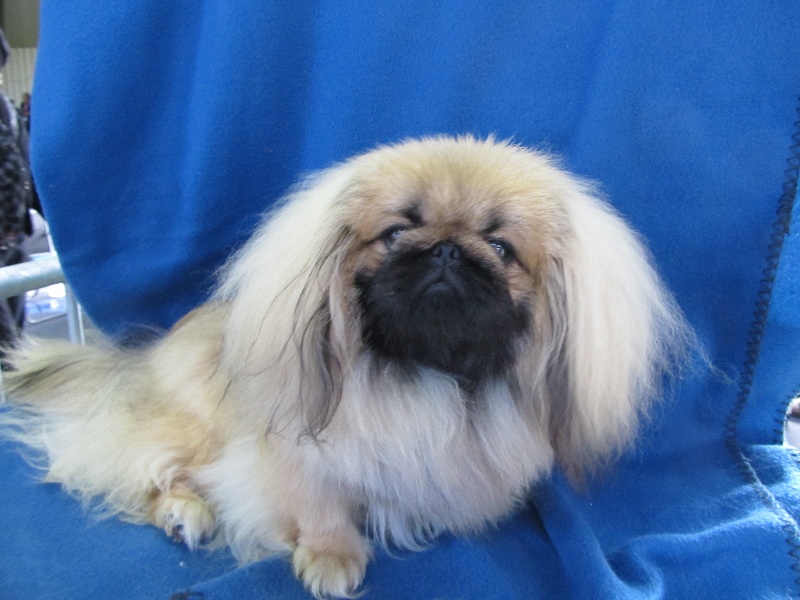 Publication : du domaine de l'Aristochien 