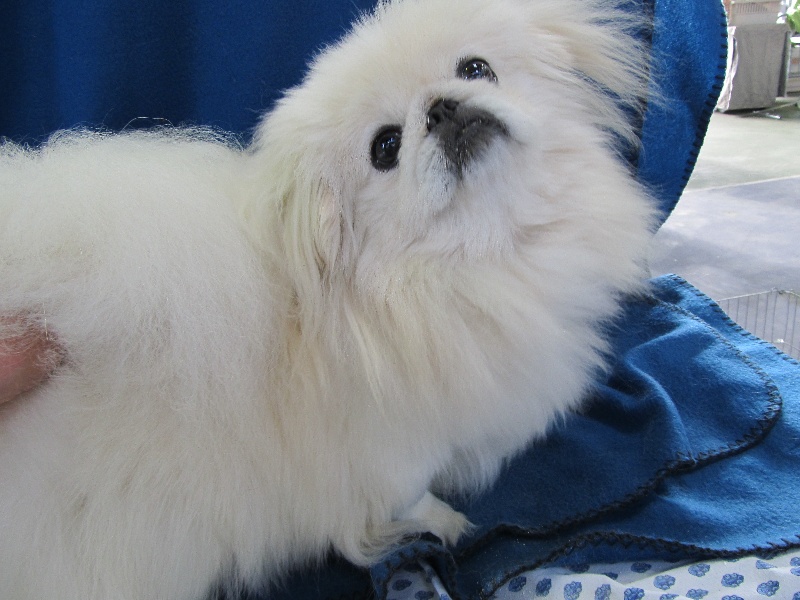 Publication : du domaine de l'Aristochien 