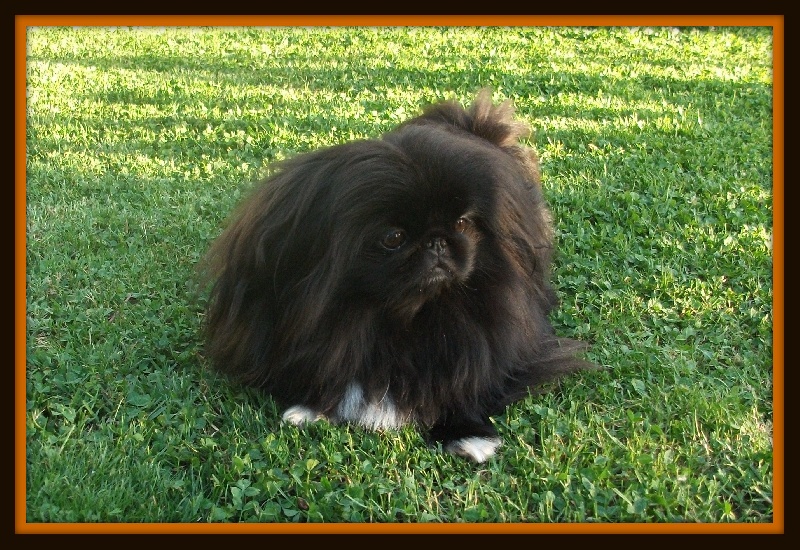 Cassandra du Palais du Roi Noir