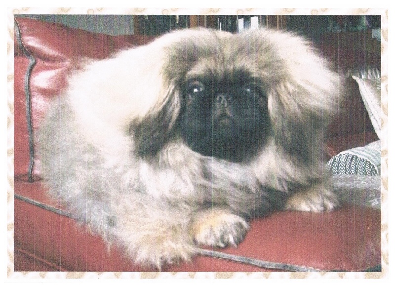 Publication : du domaine de l'Aristochien 