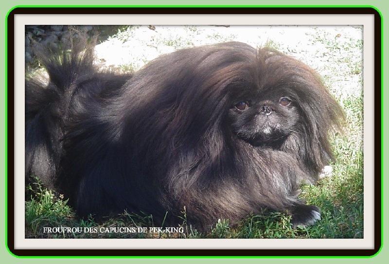 Publication : des Capucins de Pek King Auteur : Patrick MORIN