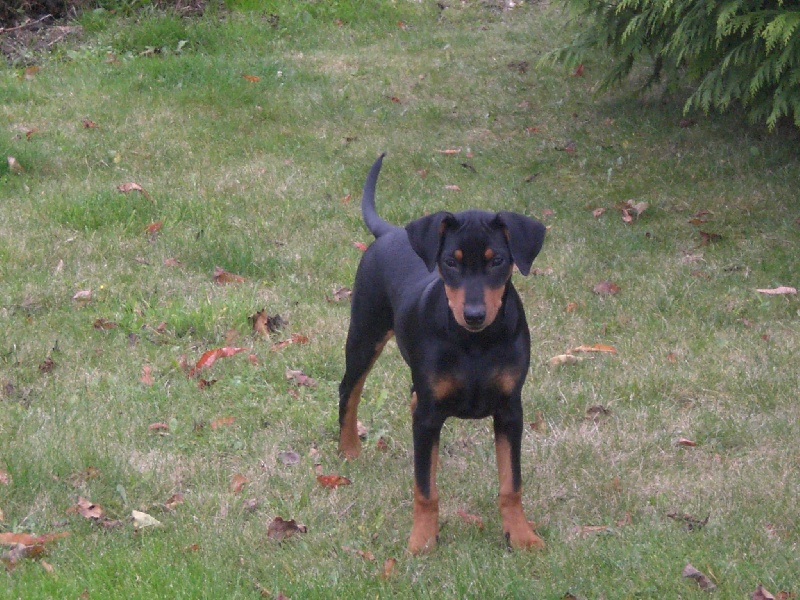 Publication : Dark Angels Auteur : CHRISTINE ZOUTE