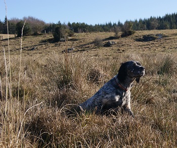 TR. CH. Cristal de la croix du bucheron