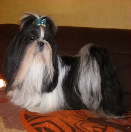 Publication : des jardins tibétains du Kham Auteur : gaubert