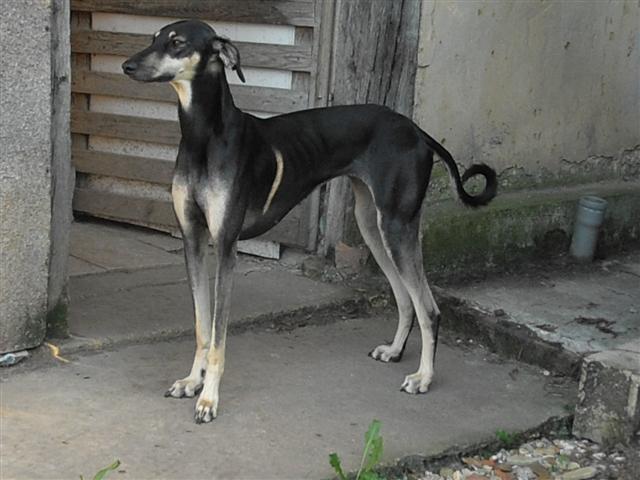 Publication : Del Sayad El Gazel 