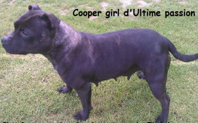Cooper girl d'ultime passion