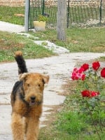 Étalon Airedale Terrier - Dusty des Lauriers du Patis